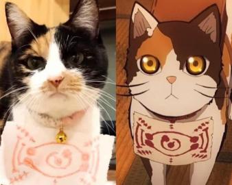 保護猫カフェ　別邸ねこ処みなみ家 Catcafe Minamiya Hakuba