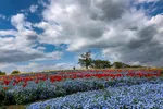 馬見丘陵公園