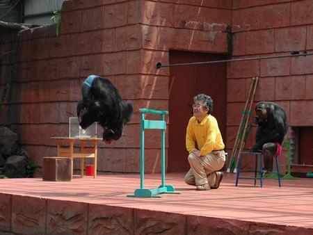 施設写真 隣の伊豆シャボテン公園 動物園 のチンパンジーショー ファミリーリゾートホテル こどもの城 ｍ倶楽部の写真 子供とお出かけ情報 いこーよ
