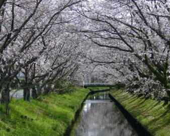 石脇川の桜