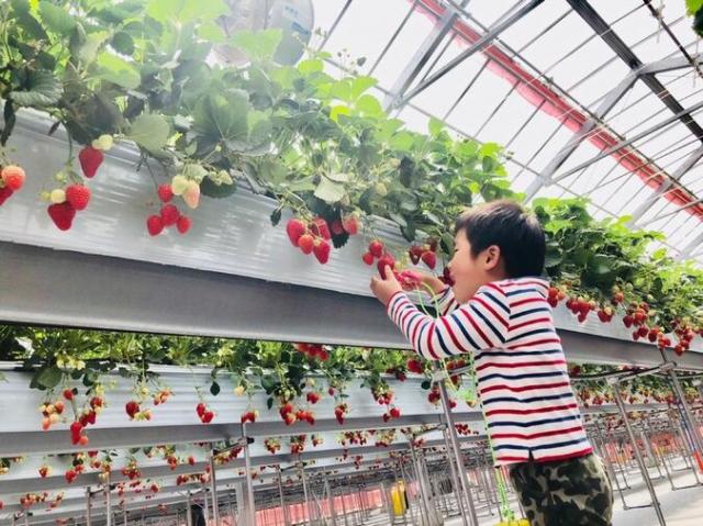 strawberry farm BUNKAEN(ストロベリーファーム ブンカエン)