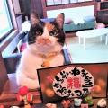 保護猫カフェ　別邸ねこ処みなみ家 Catcafe Minamiya Hakuba