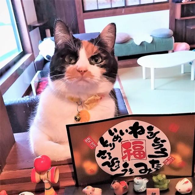 保護猫カフェ 別邸ねこ処みなみ家 Catcafe Minamiya Hakuba