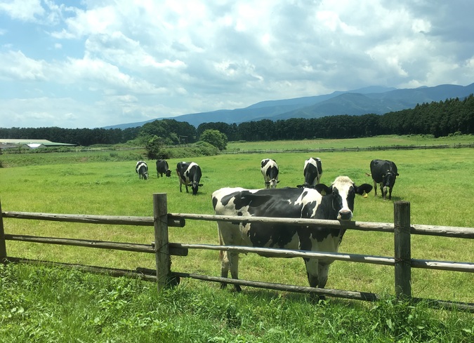 施設写真 放牧場 牧場といったらこの景色 4月 11月頃まで牛の放牧が見られます 遊歩道 那須 千本松牧場の写真 子供とお出かけ情報 いこーよ