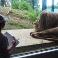 沖縄こどもの国 Okinawa Zoo & Museum