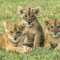 九州自然動物公園アフリカンサファリの基本情報