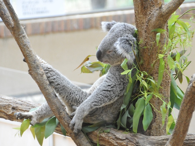 施設写真 かわいいコアラがたくさん 不思議な寝相が見られるかも 6 まで休園 神戸市立王子動物園の写真 子供とお出かけ情報 いこーよ
