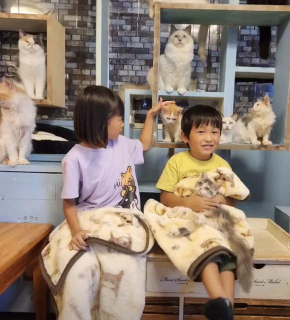 ネコカフェと猫雑貨のお店 猫の手