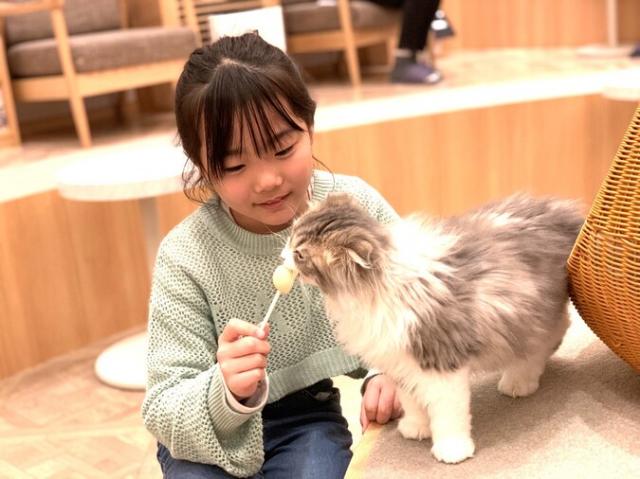 猫カフェ MOCHA(モカ)イオンモール福津店