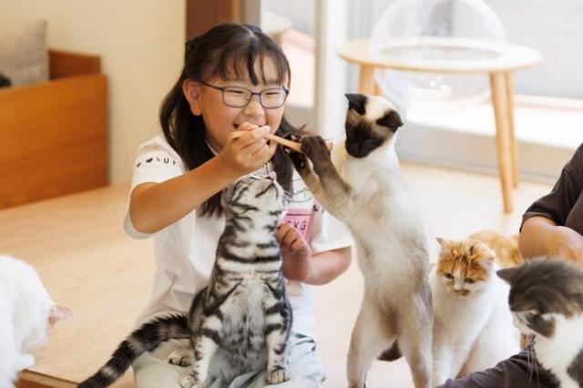 【2024年4月23日OPEN】Cat Café MOFF コースカベイサイドストアーズ店(キャットカフェモフ)