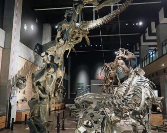 天草市立御所浦恐竜の島博物館