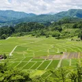 椹平の棚田