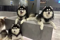 POMSKY LAND ポミネ