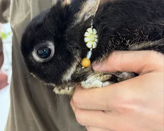 小さな動物園トコトコ