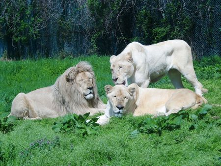 施設写真 ホワイトライオンってかっこいい 那須サファリパークの写真 子供とお出かけ情報 いこーよ