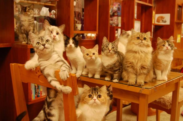 ネコカフェと猫雑貨のお店 猫の手