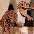 恐竜のはくぶつかん　東海大学自然史博物館