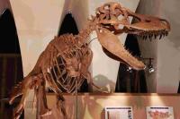 恐竜のはくぶつかん　東海大学自然史博物館