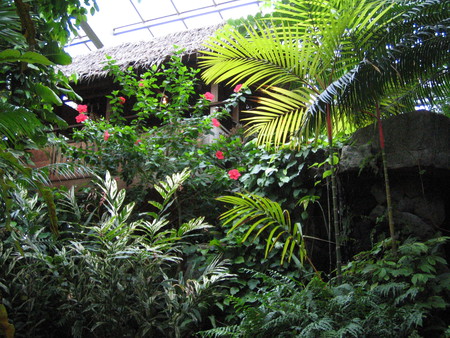 施設写真 温室にはさまざまな種類の熱帯植物を展示しています マングローブ林から低地林 集落 板橋区立熱帯環境植物館 ねったいかん の写真 子供とお出かけ情報 いこーよ