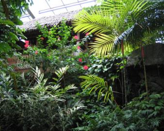 板橋区立熱帯環境植物館（ねったいかん）