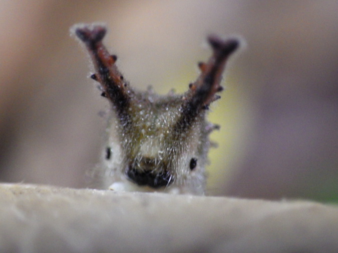 施設写真 成虫がご覧いただけない時期には かわいい顔をもつオオムラサキの幼虫 通称 ムーち 北杜市オオムラサキセンターの写真 子供とお出かけ情報 いこーよ