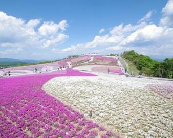 茶臼山高原 芝桜の丘