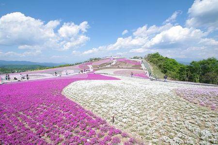 茶臼山高原 芝桜の丘
