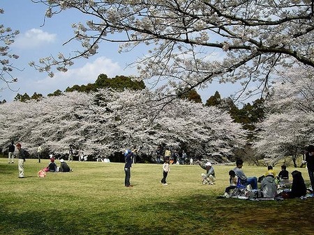 泉自然公園の桜開花 満開情報 23 日本気象協会 Tenki Jp