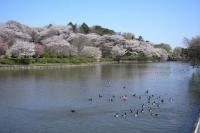神奈川県立三ツ池公園