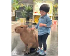 KABAZOO（カバズー）