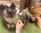 猫カフェ MOCHA（モカ） 宮崎橘通店