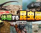 【期間限定】ファーブルに学ぶ！体感する昆虫展 TOKYO