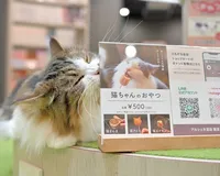 猫カフェ MOCHA（モカ） アルシェ大宮店 | 子供とお出かけ情報「いこーよ」