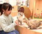 猫カフェ MOCHA（モカ）イオンモール福津店