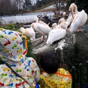 天気が心配でしたが 思い立って4歳 東京都多摩動物公園の口コミ By はちみさん 子供とお出かけ情報 いこーよ