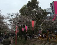 【ユーザ投稿】 隅田公園桜まつり