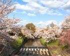 今、桜満開で綺麗です。新大宮駅から...