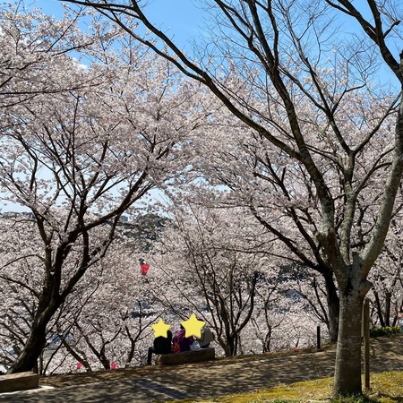 ユーザ投稿 桜はどの位置からでもきれいですが 中尾城公園の写真 子供とお出かけ情報 いこーよ