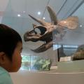 日本で5体しかないトリケラトプスの頭の化石がある！