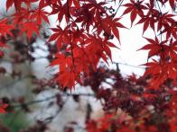 紅葉シーズンはもみじがとても綺麗。...