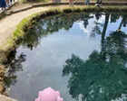 水が澄んでいて、池の底まで見え、池...