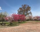 恵那峡の交差点にある芝桜の公園です...
