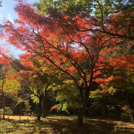 紅葉目的で行きました。