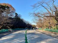 上野公園といえば桜で有名ですが、秋...