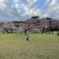 三月末の桜満開の日曜日の昼過ぎに訪...