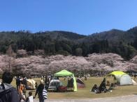 家族で桜を見に行って来ました。満開...