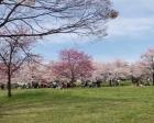 千本桜祭りは今年も中止でしたが、お...