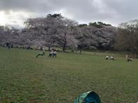 桜の時期にお花見🌸に行ってきました！