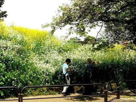 皇居周辺(千鳥ヶ淵)散歩