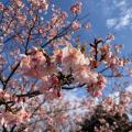 河津桜は木によって開花状況違ってい...